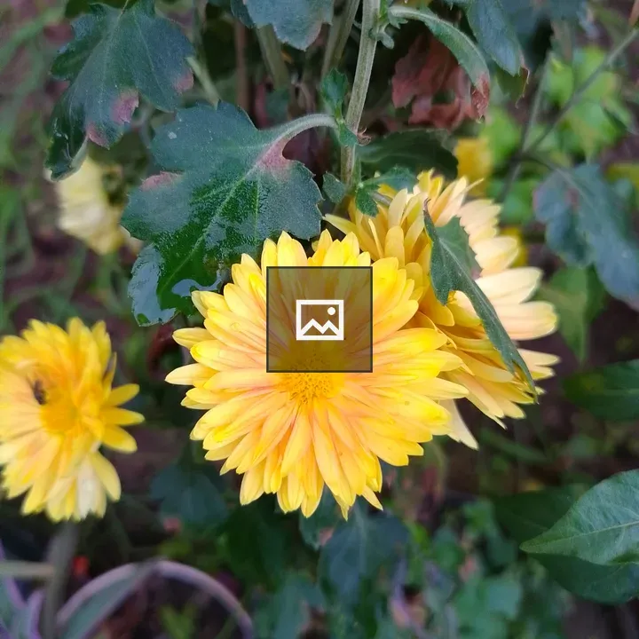Bright yellow flowers close-up