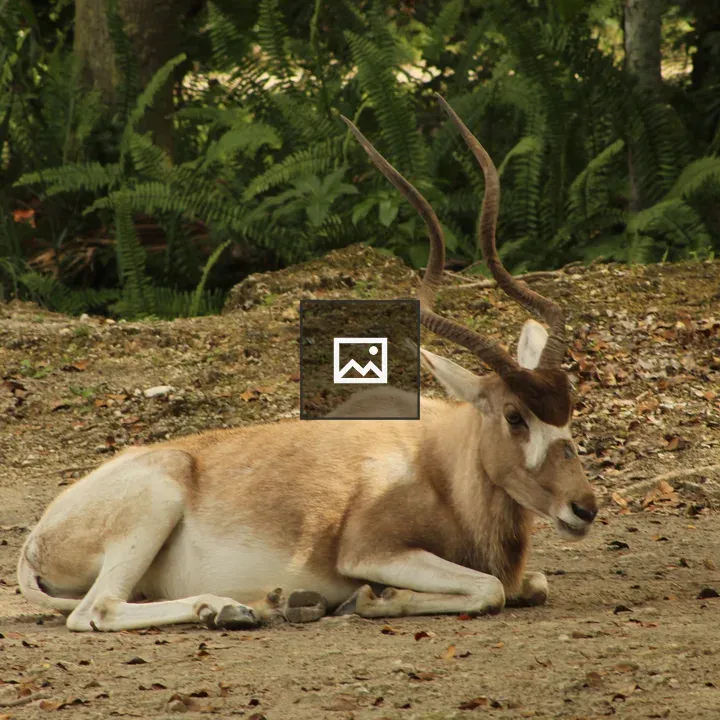 Antelope Resting in Natural Setting