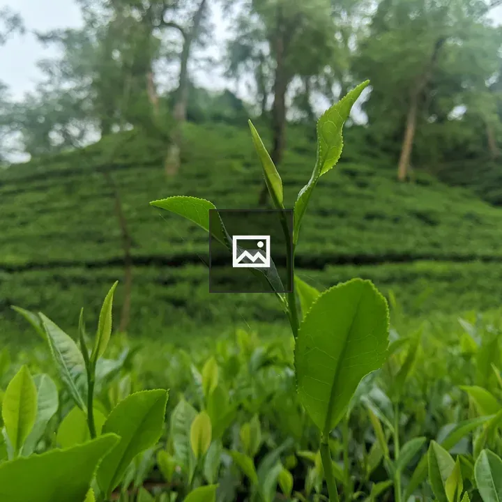 Tea sprout close-up
