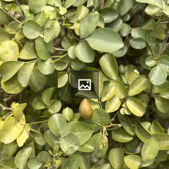 Close-up of green leaves with unripe fruit
