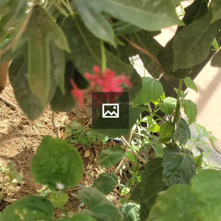 Cluster of red flowers and green leaves