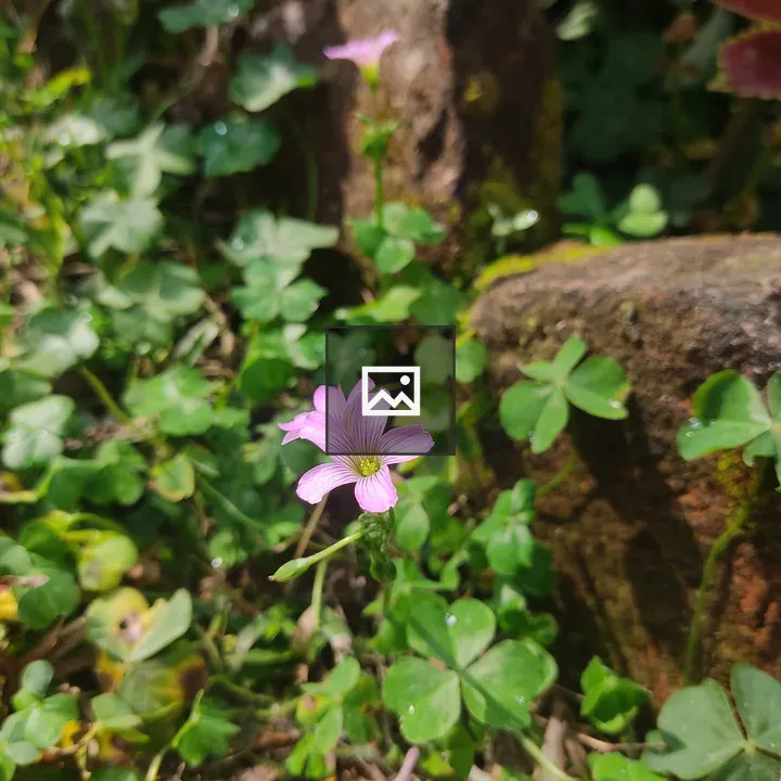 Clover flower
