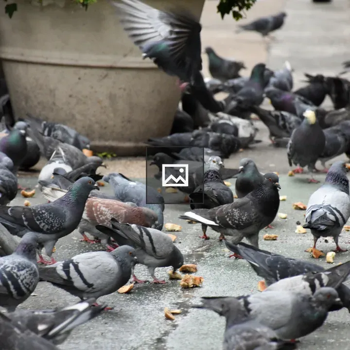 Pigeons in Manhattan