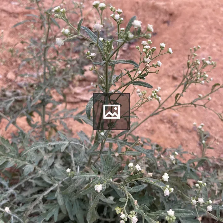 Parthenium plant detail