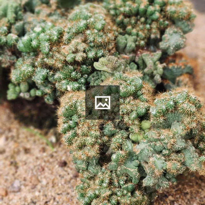 Dense cluster of tiny green cacti
