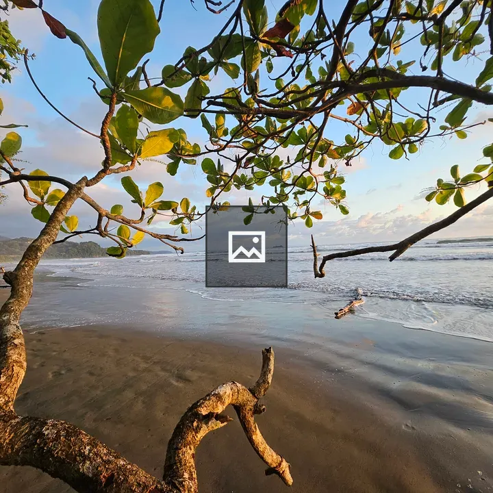 Tree branches at tropical beach sunset