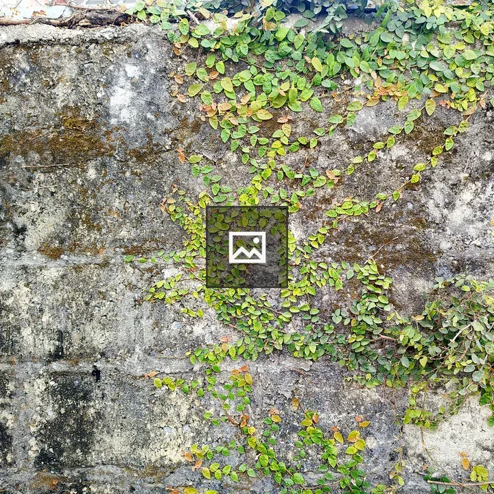 Wall with green and yellow climbing leaves