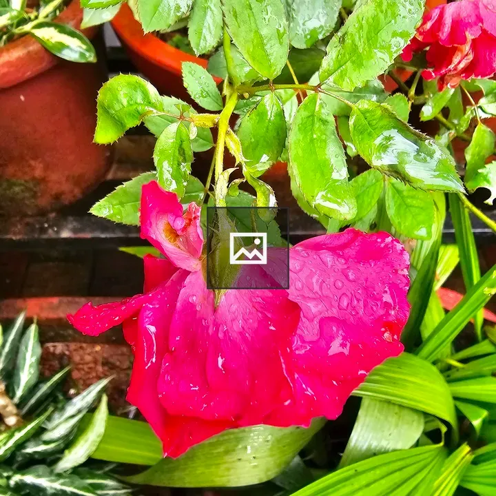 Red rose after rain