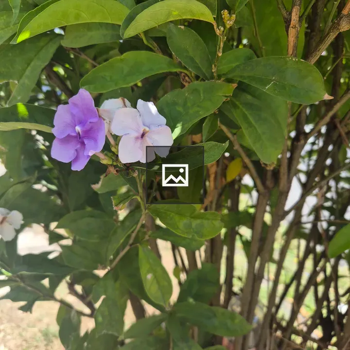 Close-up of green bush with flowers
