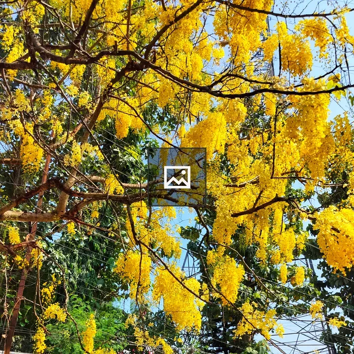 Amaltas tree in bloom