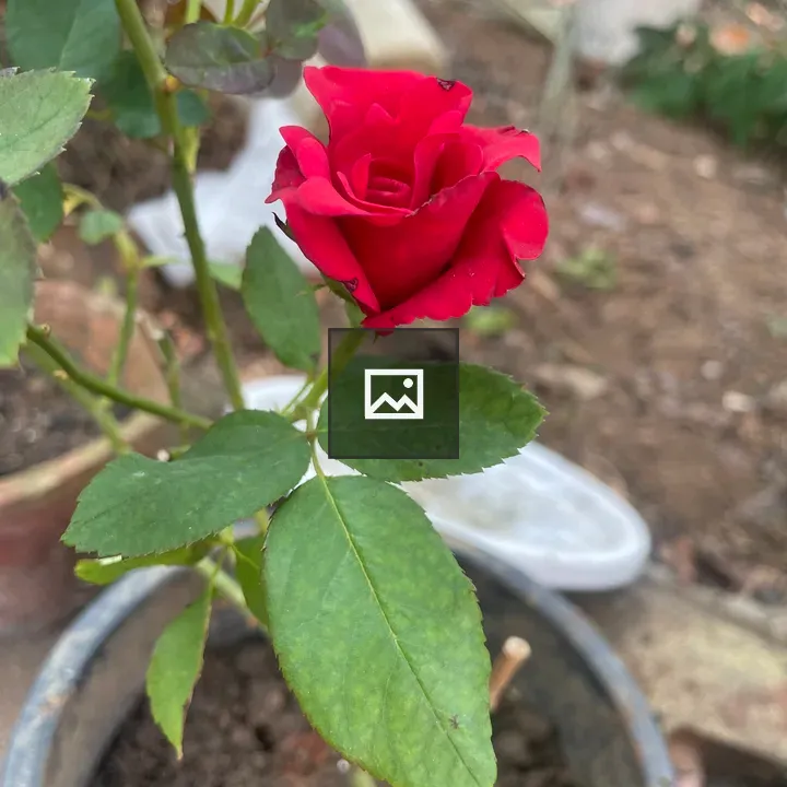 Red rose with green foliage