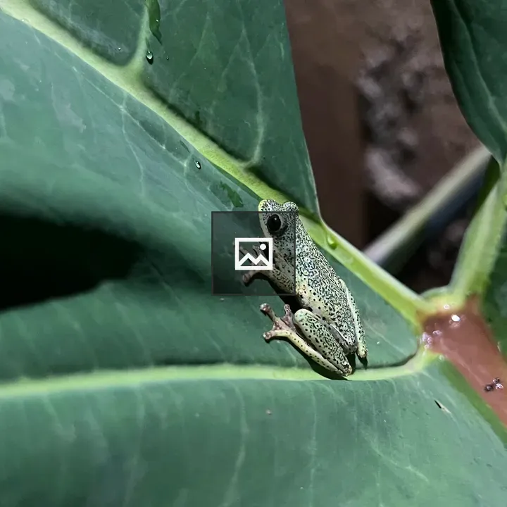 Green frog on dew-covered leaf