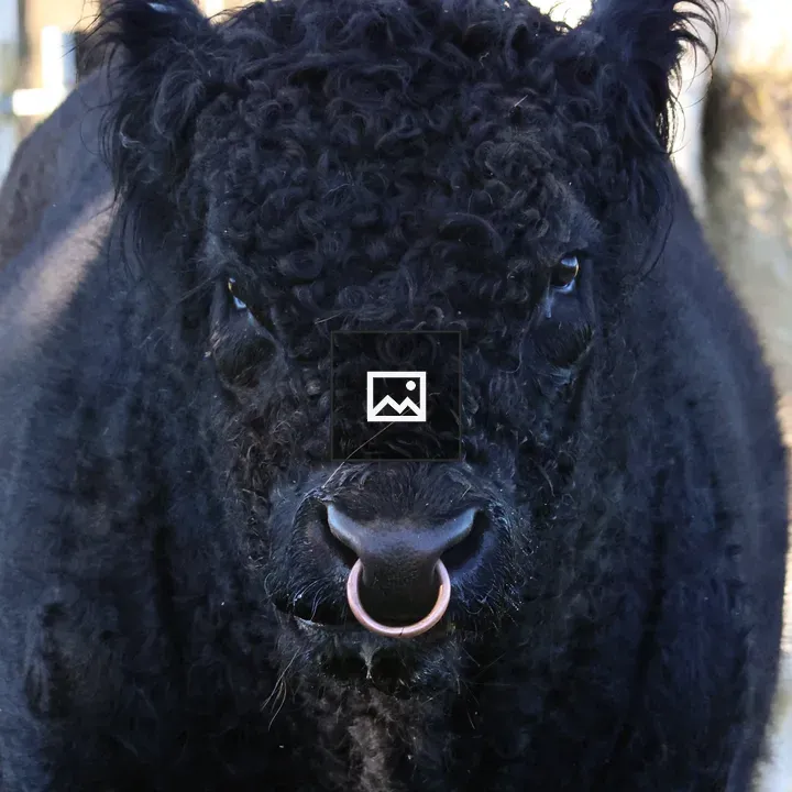 Black Galloway Bull Portrait