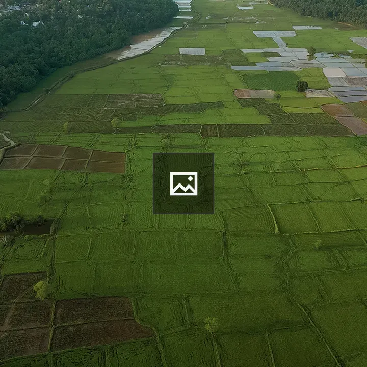 Aerial Rice Fields