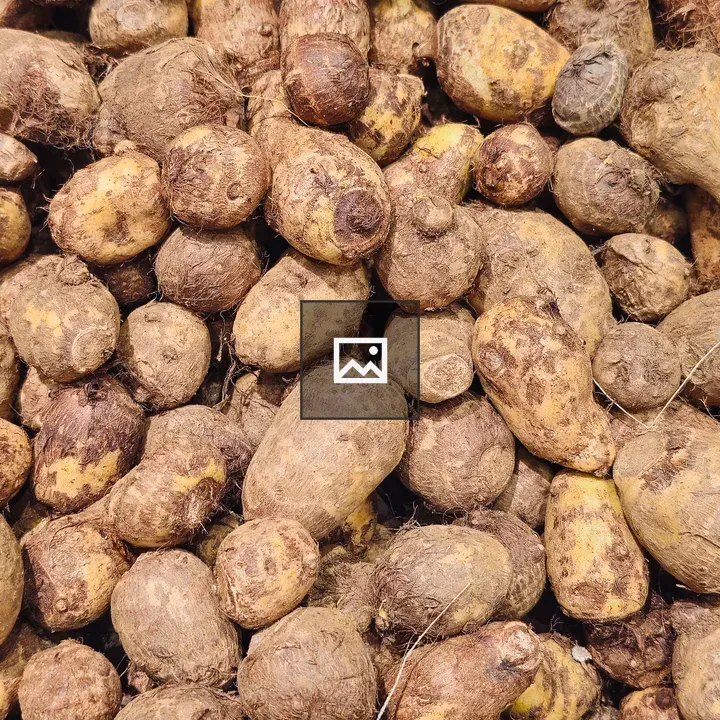 Fresh colocasia roots group