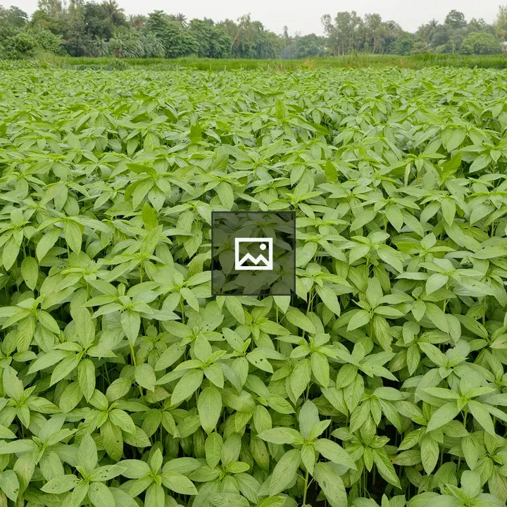 Green jute field with plants