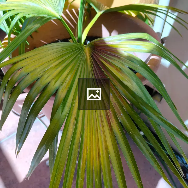 Young palm tree with large leaves