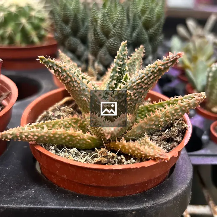 Succulent in Terracotta Pot
