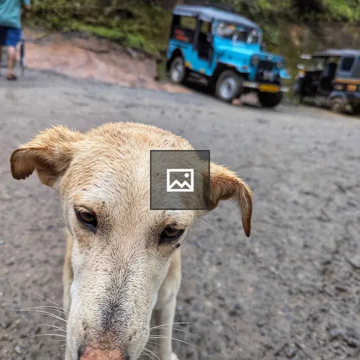 Close-up of a light-colored dog