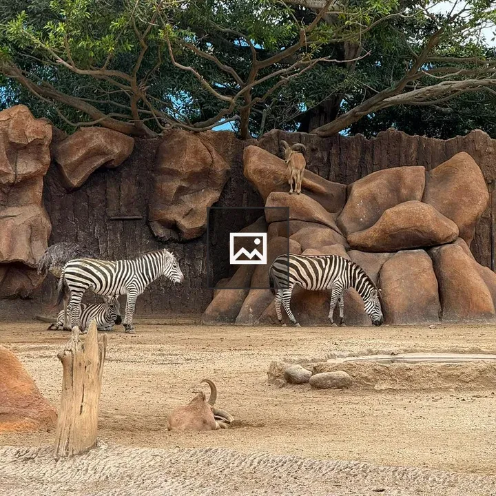 Two Zebras Grazing in Enclosure