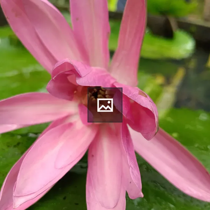 Close View of Pink Water Lily