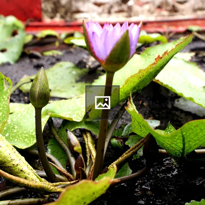 Lotus Bud in Bloom Readiness