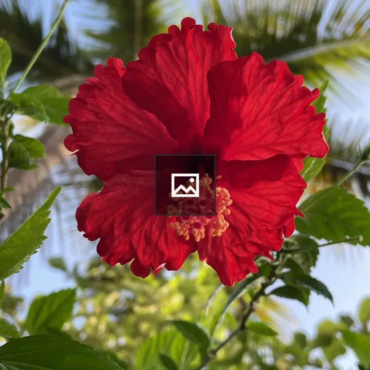 Red hibiscus flower from ground level