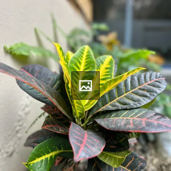 Croton plant close-up