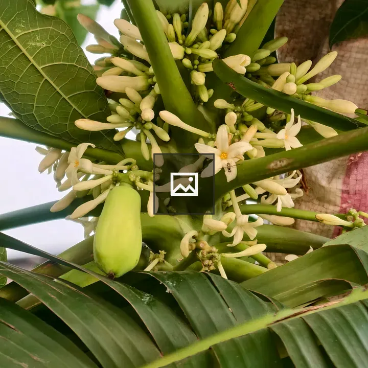 Papaya tree with buds and fruit
