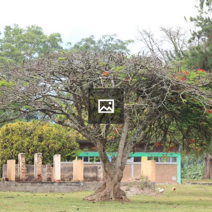 Tree with red flowers in grass