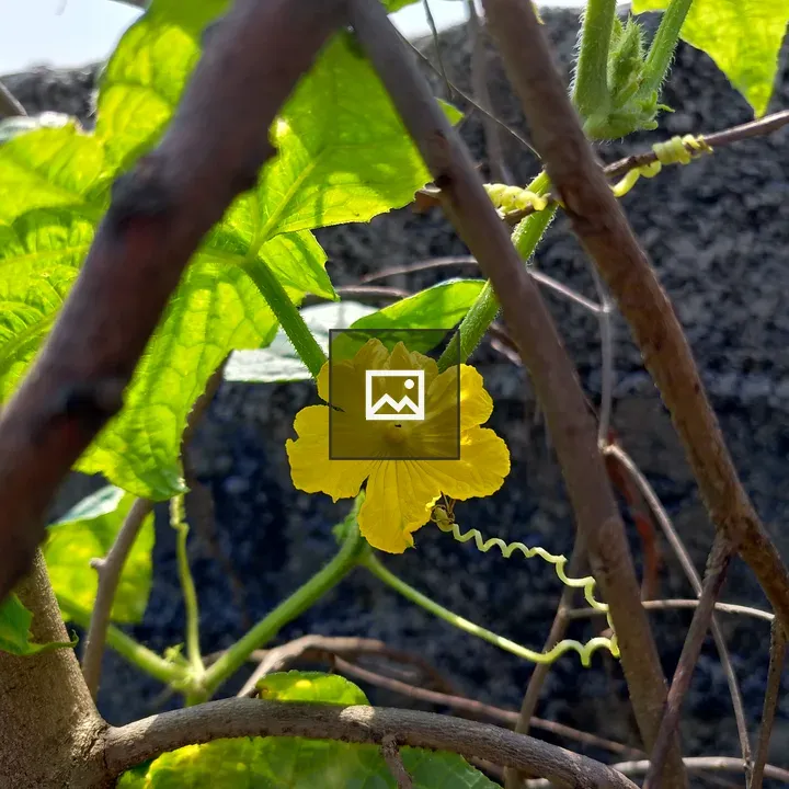 Bright yellow flower on vine