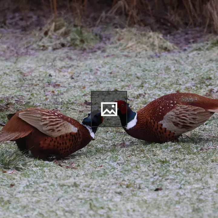 Two male Pheasants