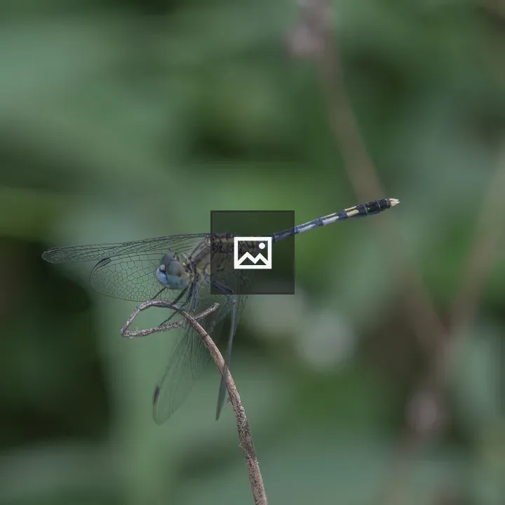 Dragonfly on Twig close-up