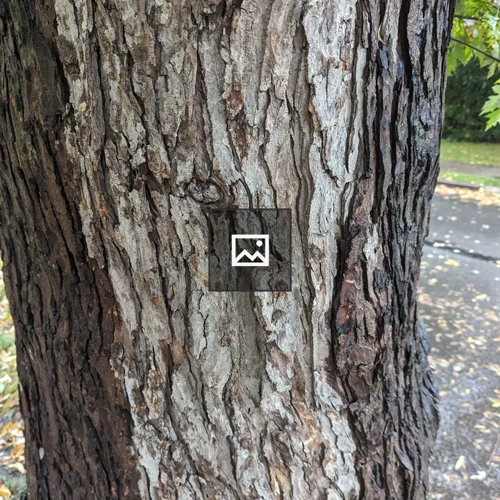Close-up of Wet Tree Trunk