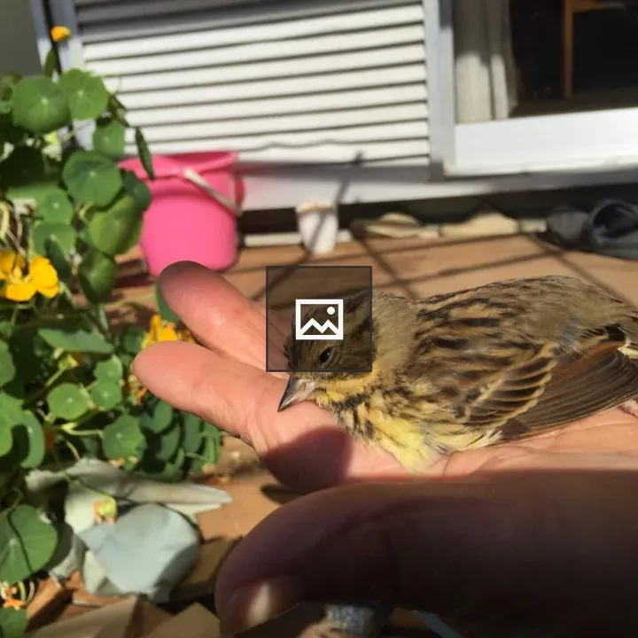 Emberiza spodocephala by window