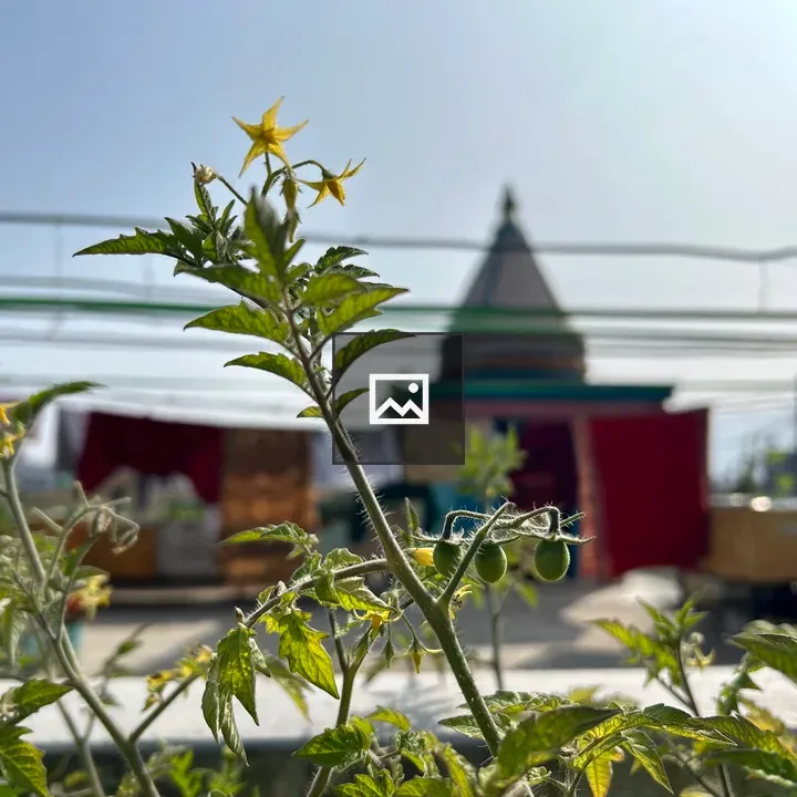 Homegrown Tomatoes in Plant