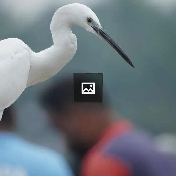 Crane