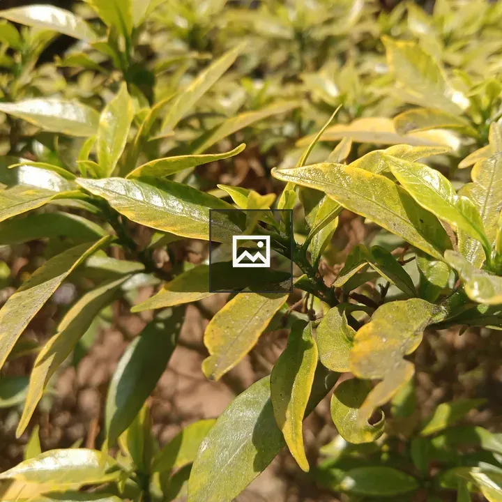 Leaves with Sunshine