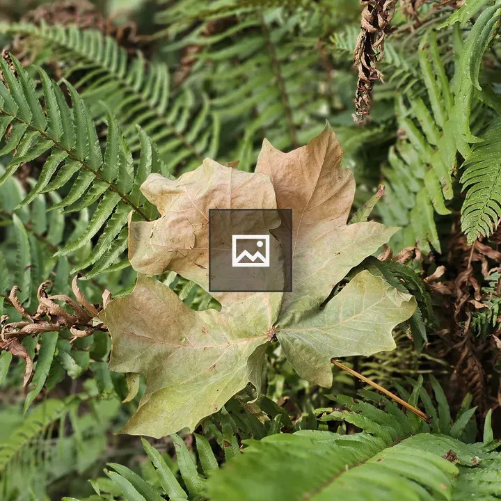 Large maple leaf on green ferns