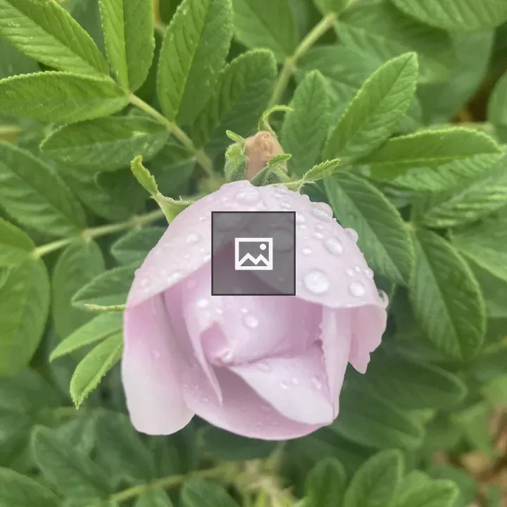 Pink rose with raindrops