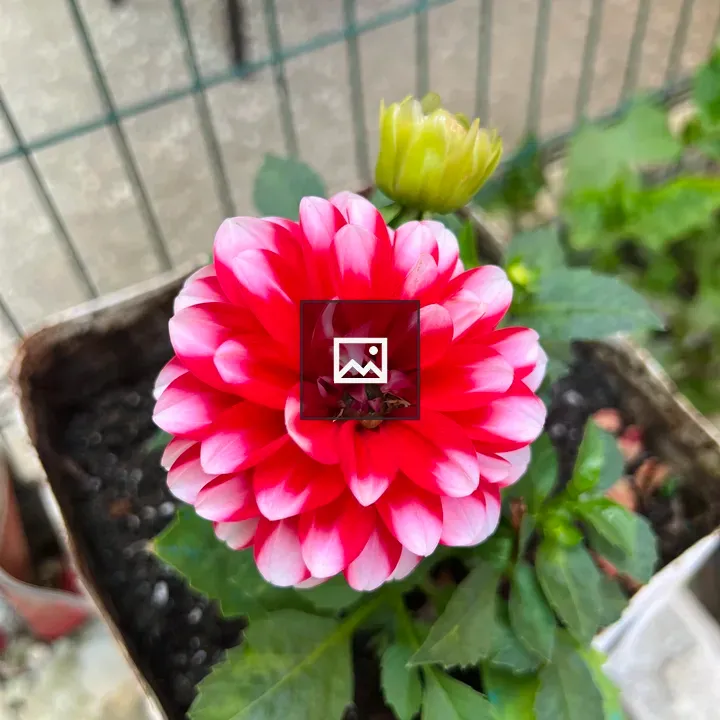 Dahlia Blooms in Garden