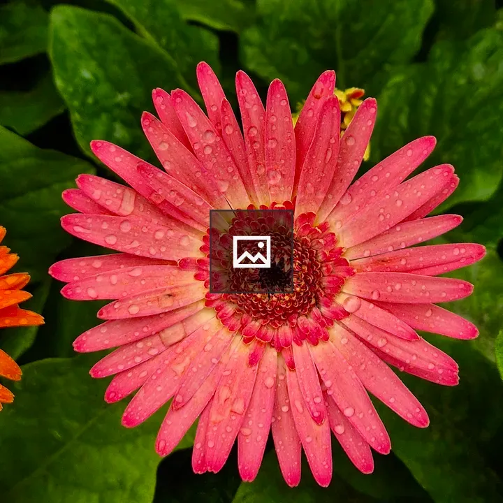 Pink Gerbera Daisy Close-Up