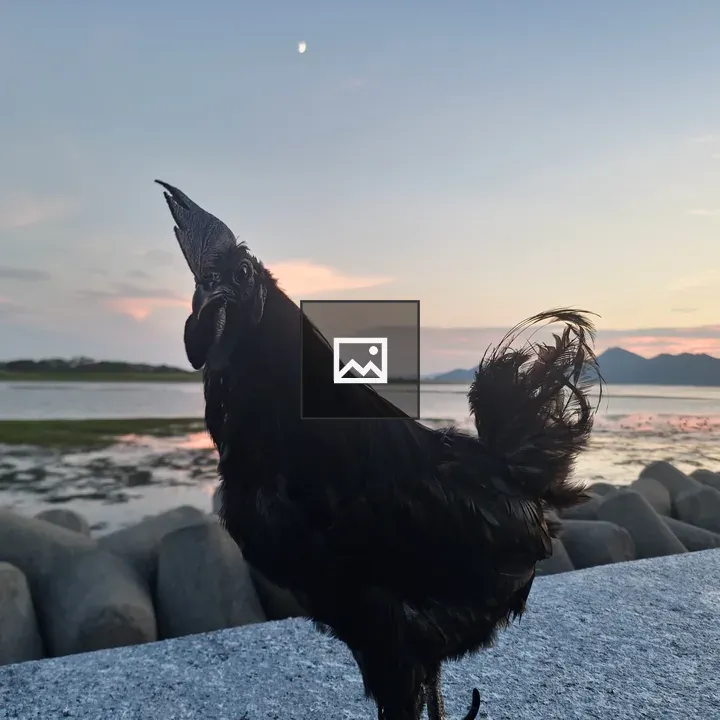 Black rooster on stone ledge