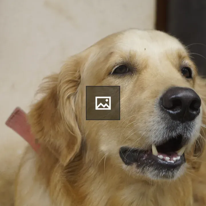 Golden retriever barking