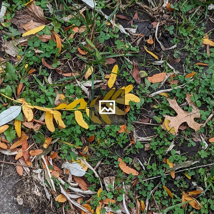 Small yellow leaves in grass
