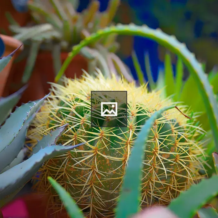 Golden barrel cactus close-up
