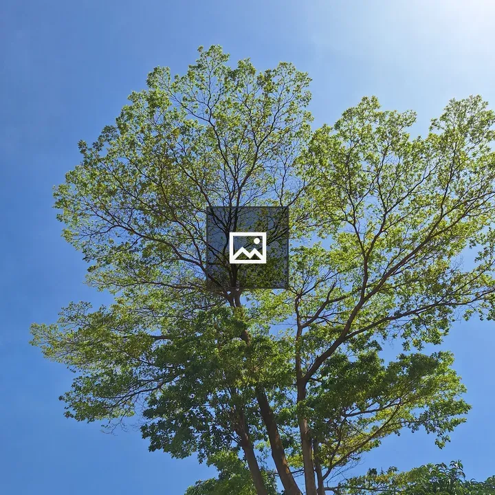 Green tree on sunny day
