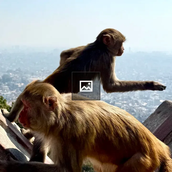 Monkeys on Rooftop