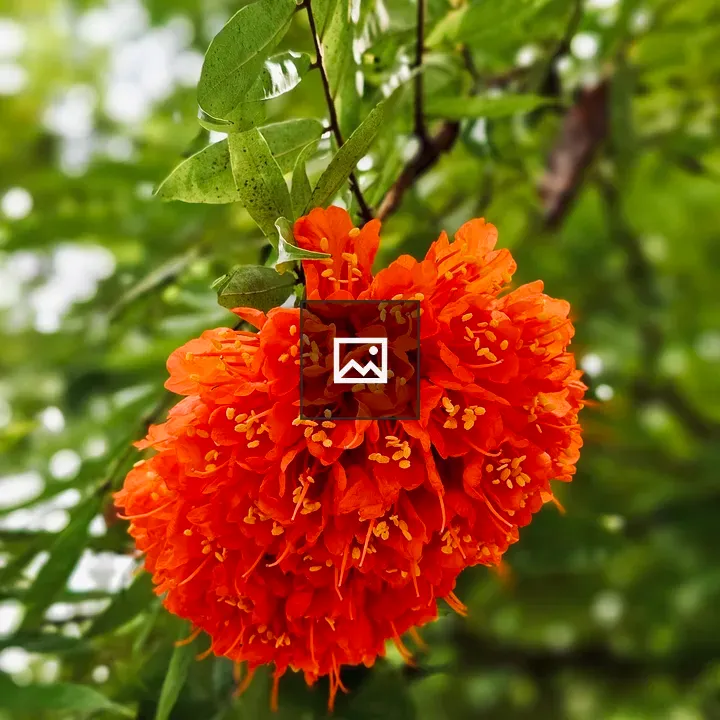 Round orange flower cluster