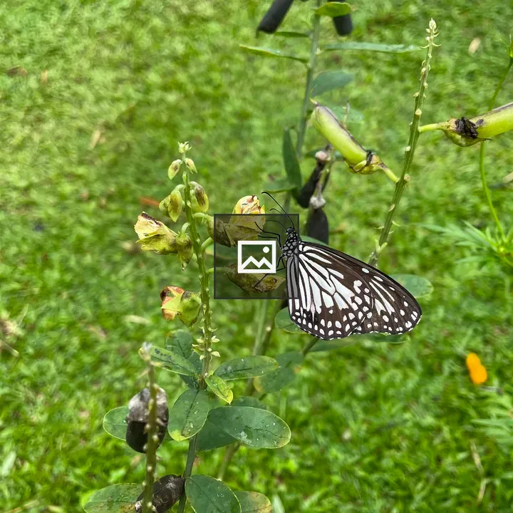 Butterfly on Flower Bud